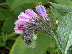 russian comfrey flower