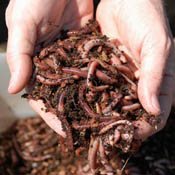 red wiggler worms